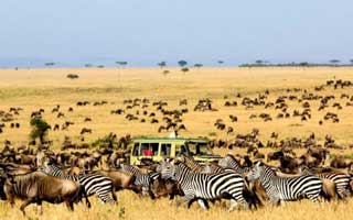 Serengeti Tour