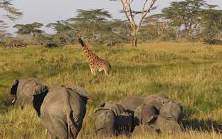 Tanzania Budgeti Safari