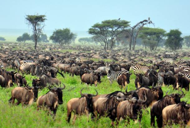 Tanzania Wildebeest Migration